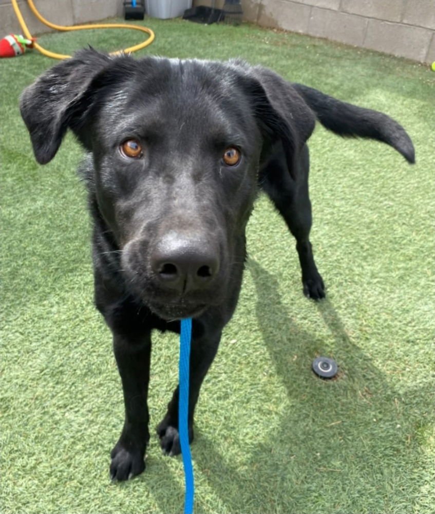 ZED AKA ROCKET - Labrador Retriever available for adoption