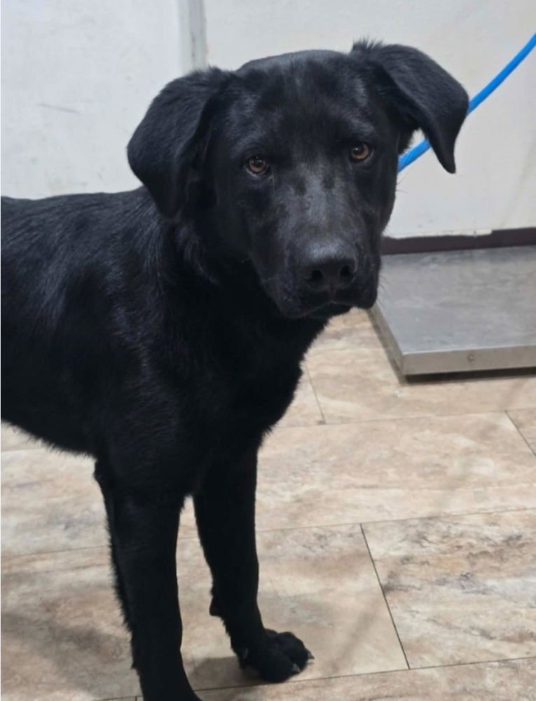 ZED AKA ROCKET - Labrador Retriever available for adoption