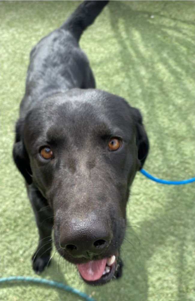 Zed aka Rocket - Photo 3