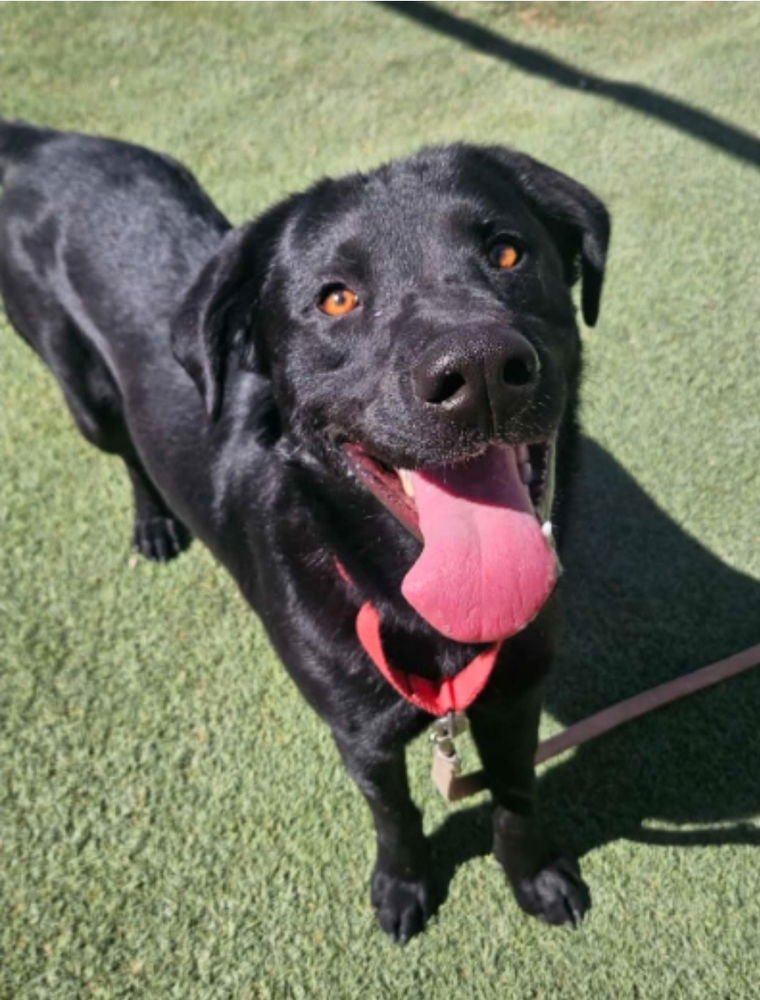 Zed aka Rocket - Photo 4