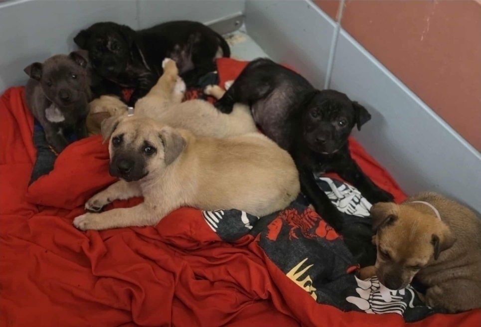 ABEL - American Staffordshire Terrier / Labrador Retriever available for adoption