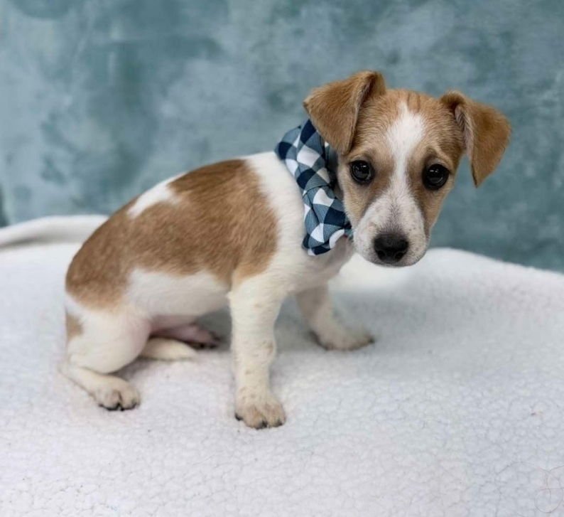 BUD - Chihuahua available for adoption