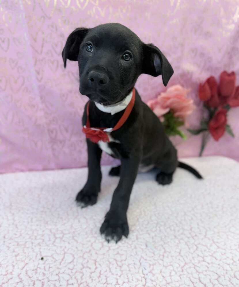 MOLLIE - Labrador Retriever / Rottweiler available for adoption