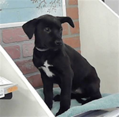 MOLLIE - Labrador Retriever / Rottweiler available for adoption