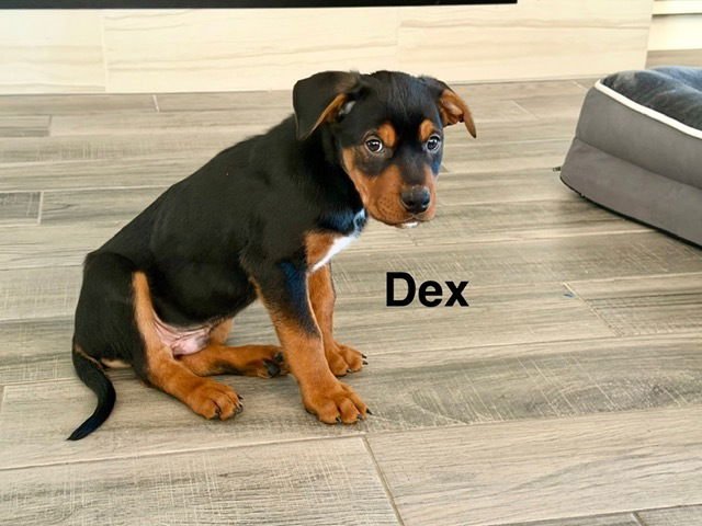 DEX - Labrador Retriever / Rottweiler available for adoption