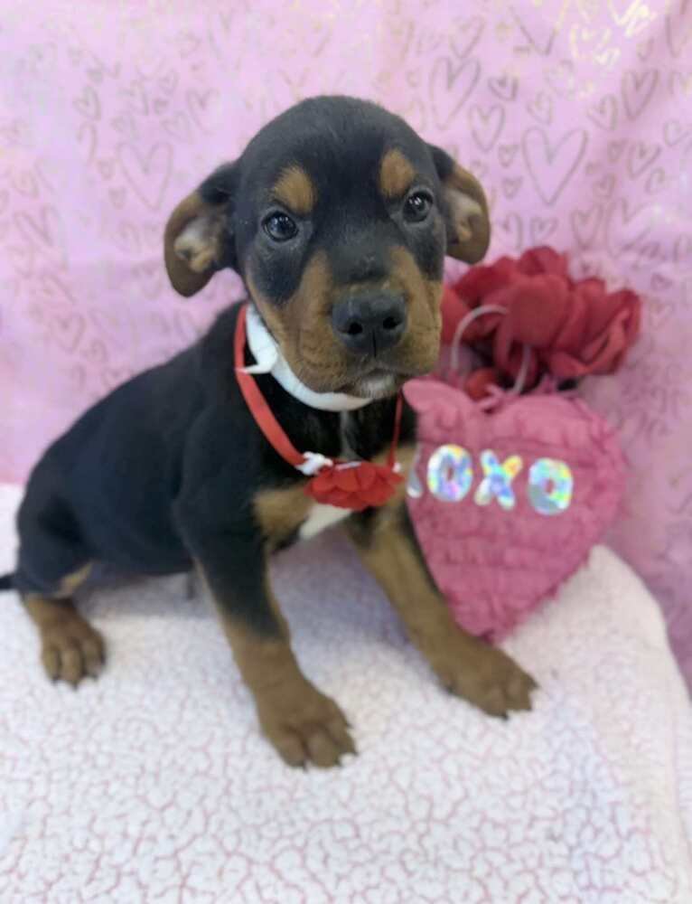 DEX - Labrador Retriever / Rottweiler available for adoption