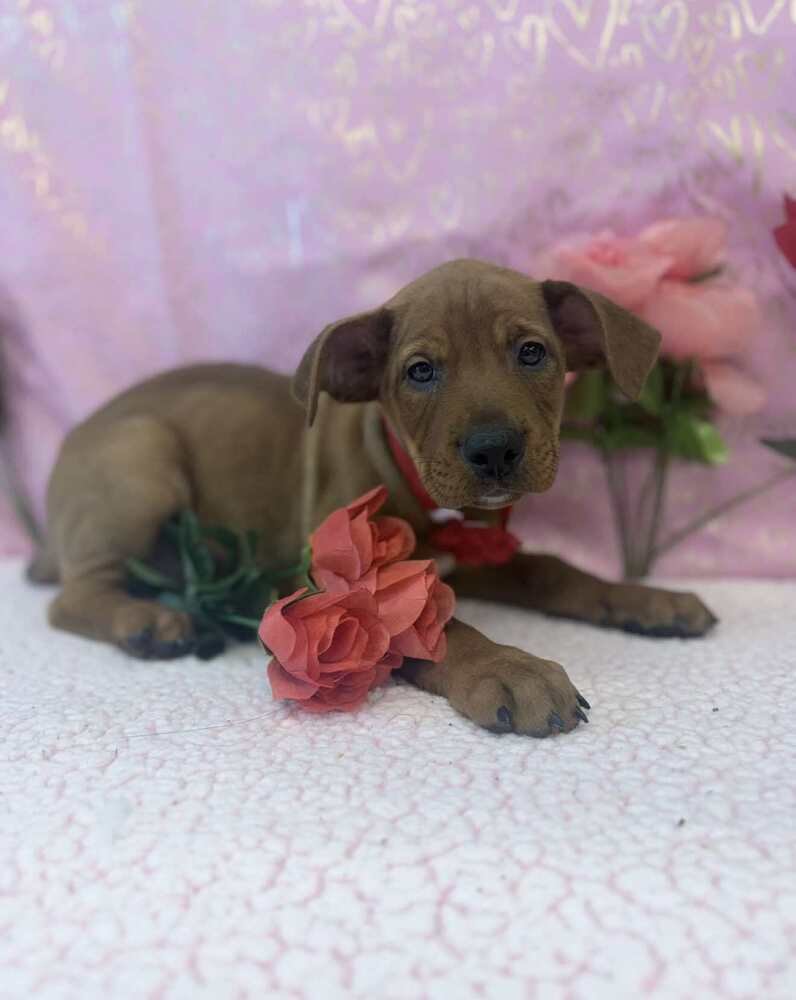 DOBBY - Labrador Retriever / Rottweiler available for adoption