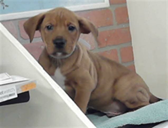 DOBBY - Labrador Retriever / Rottweiler available for adoption