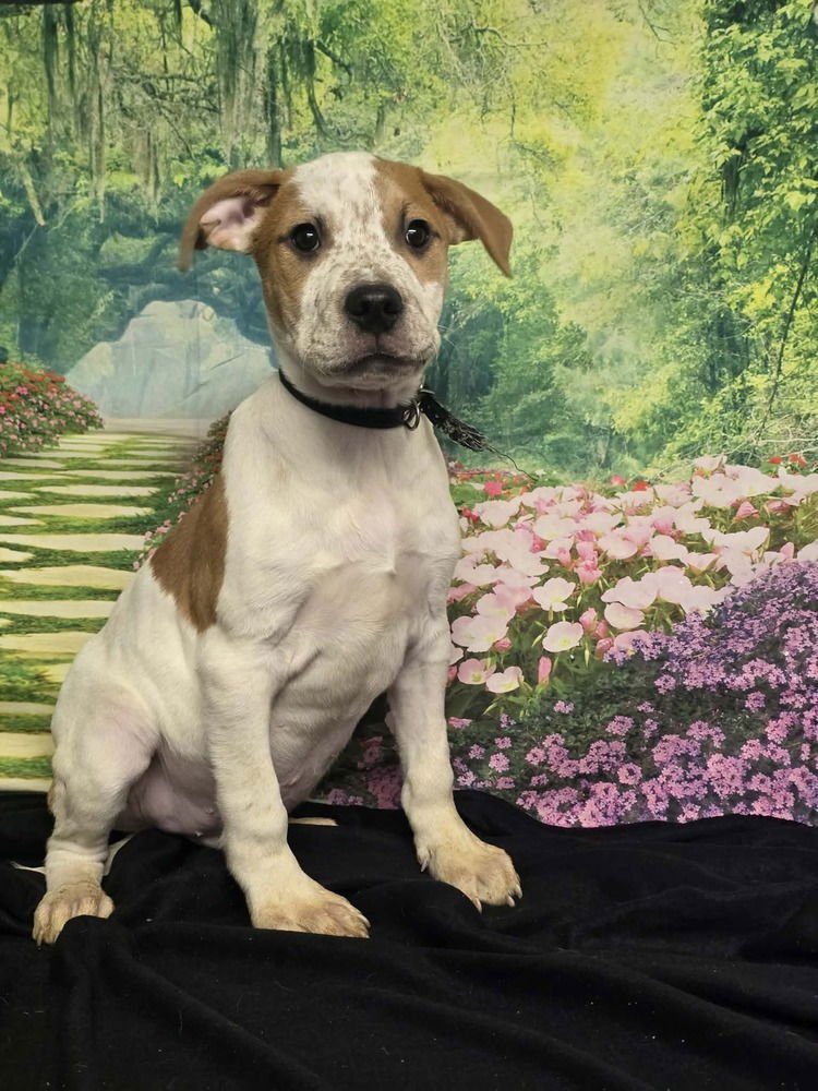 MARSHMALLOW - American Staffordshire Terrier available for adoption