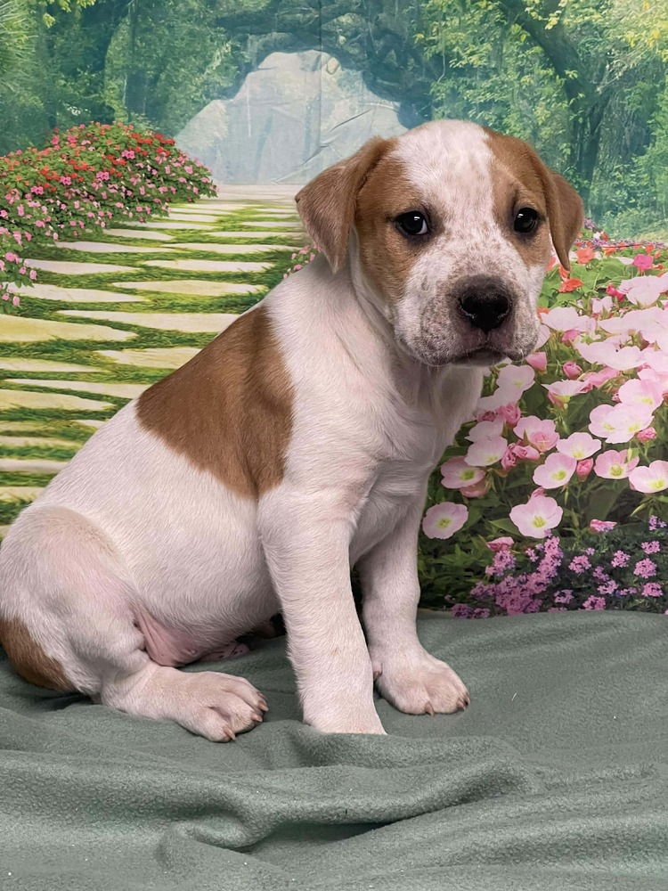 MARSHMALLOW - American Staffordshire Terrier available for adoption