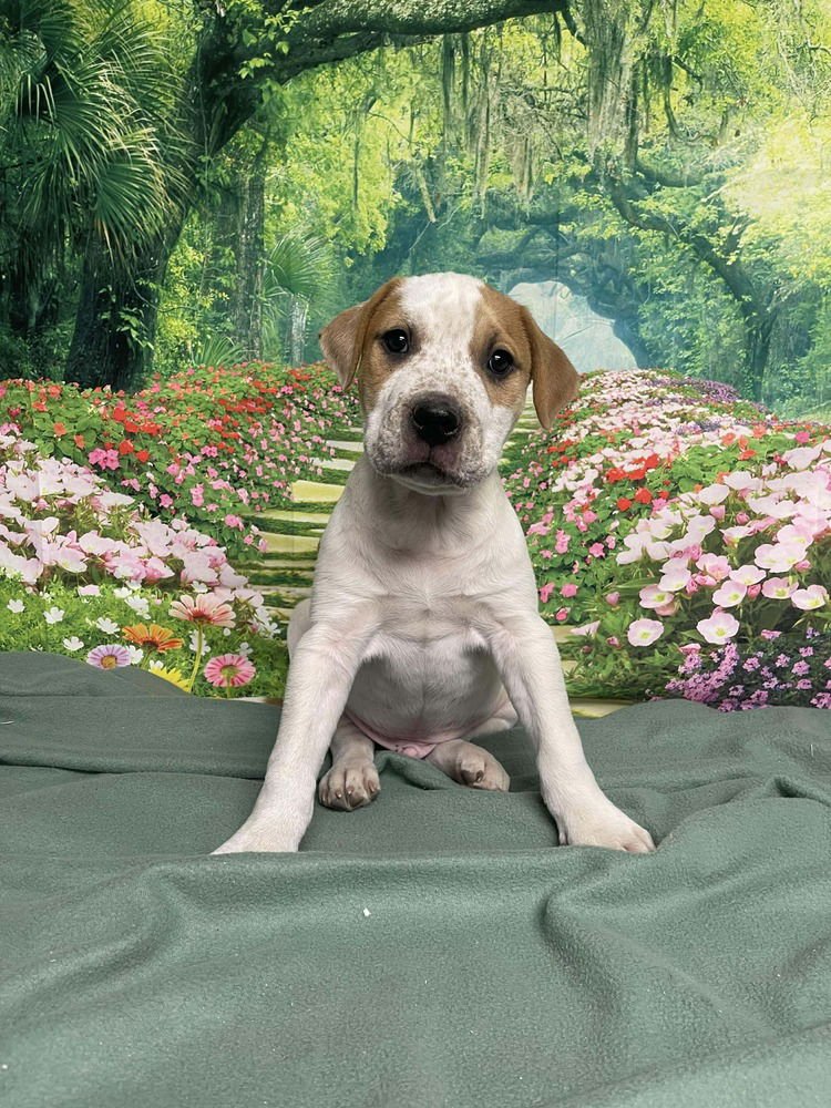 Marshmallow - Photo 3