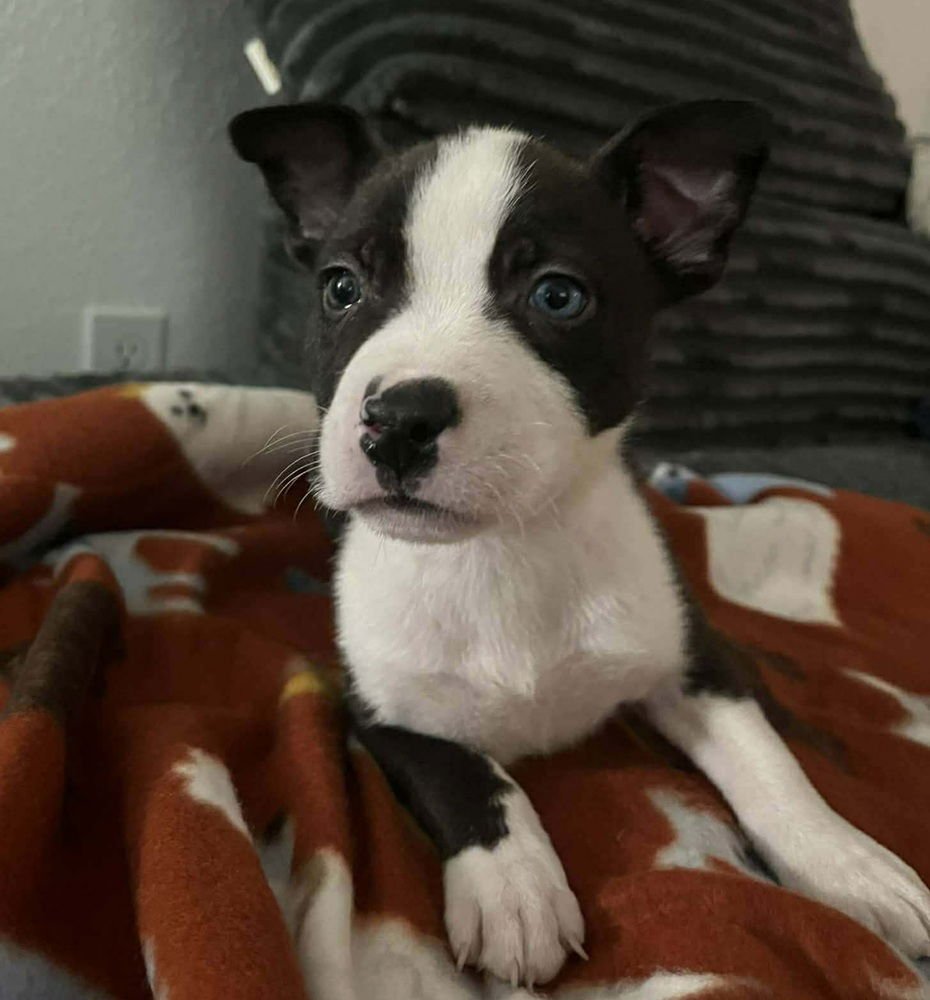 GENE - Cattle Dog available for adoption