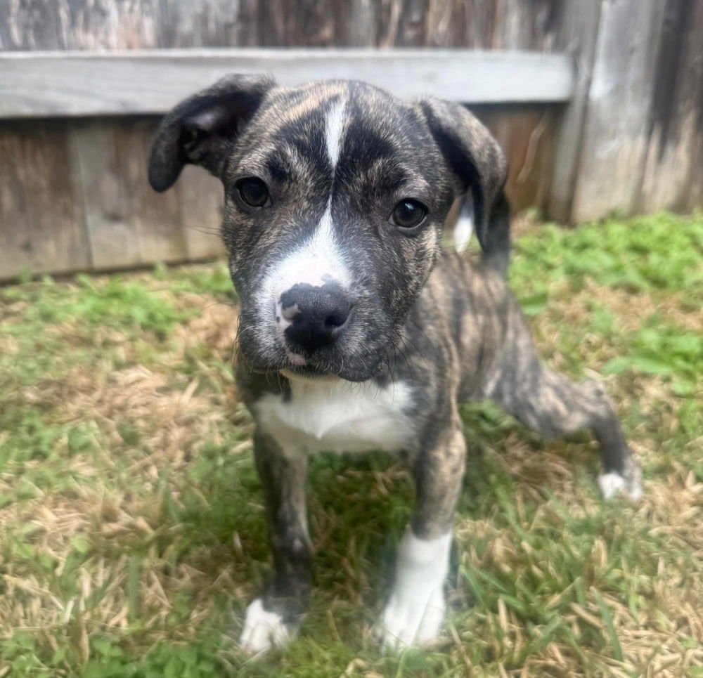 LUNA - American Staffordshire Terrier / Labrador Retriever available for adoption