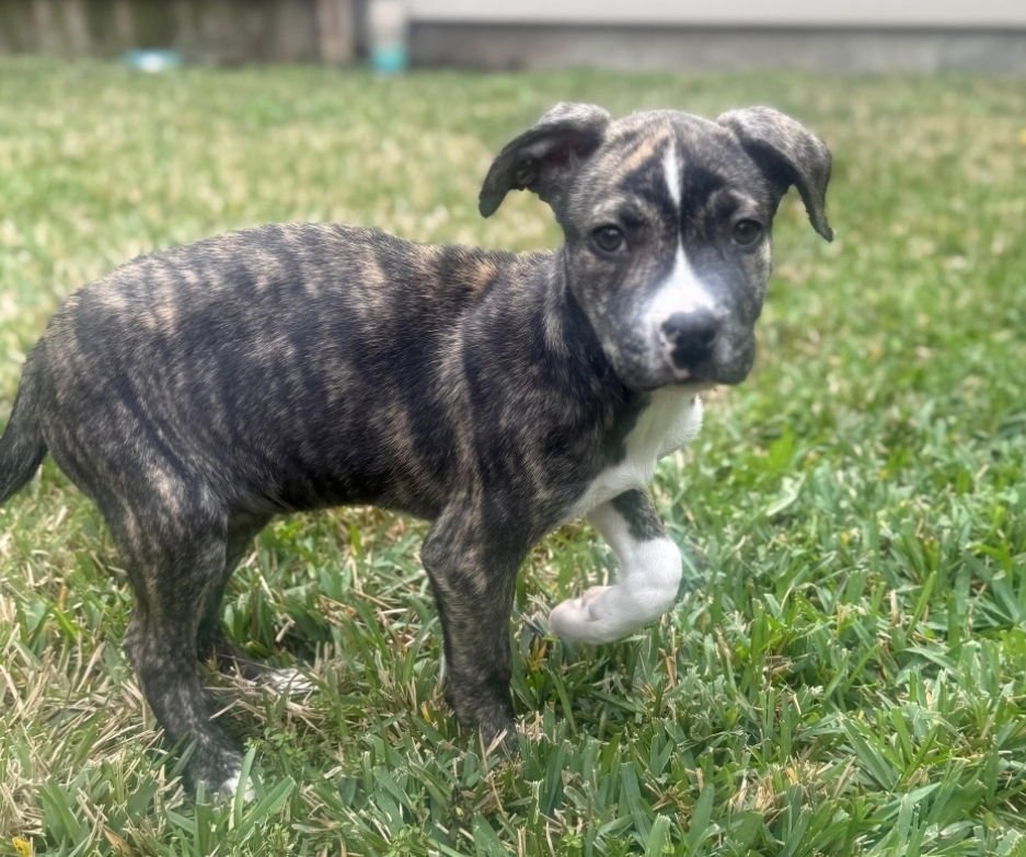 LUNA - American Staffordshire Terrier / Labrador Retriever available for adoption