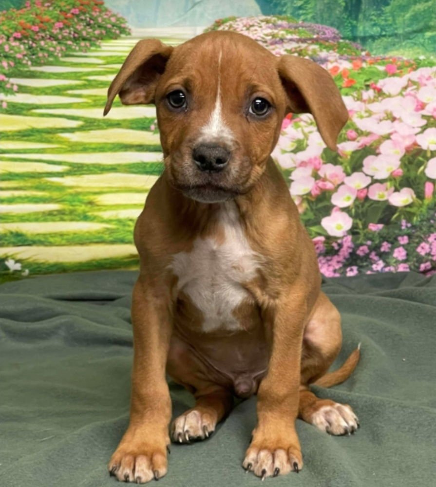 BREAKER - American Staffordshire Terrier available for adoption