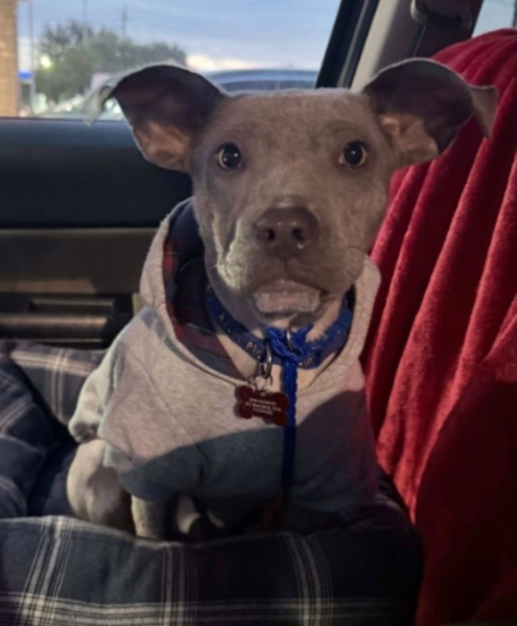 OLIVE - Pit Bull Terrier available for adoption