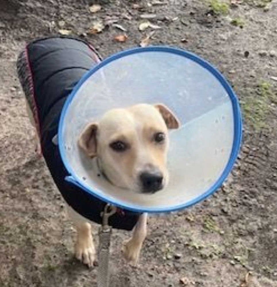 BELLA HW+ - Chihuahua available for adoption