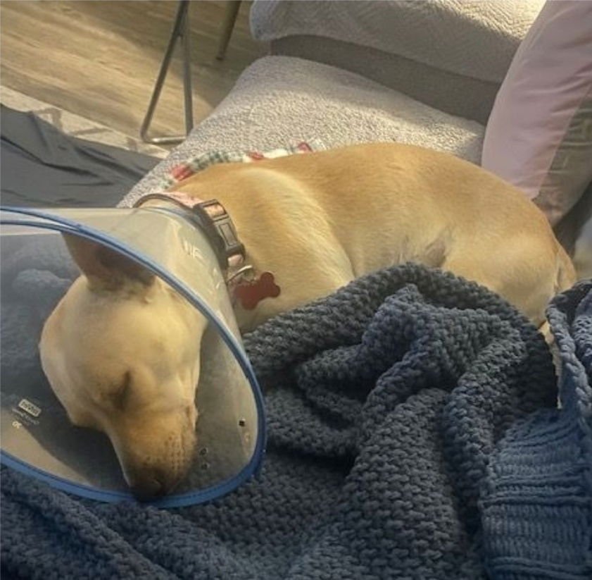 BELLA HW+ - Chihuahua available for adoption