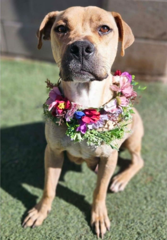 PANCAKE - Pit Bull Terrier available for adoption