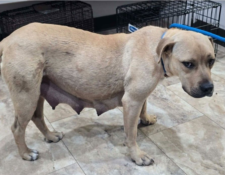 PANCAKE - Pit Bull Terrier available for adoption