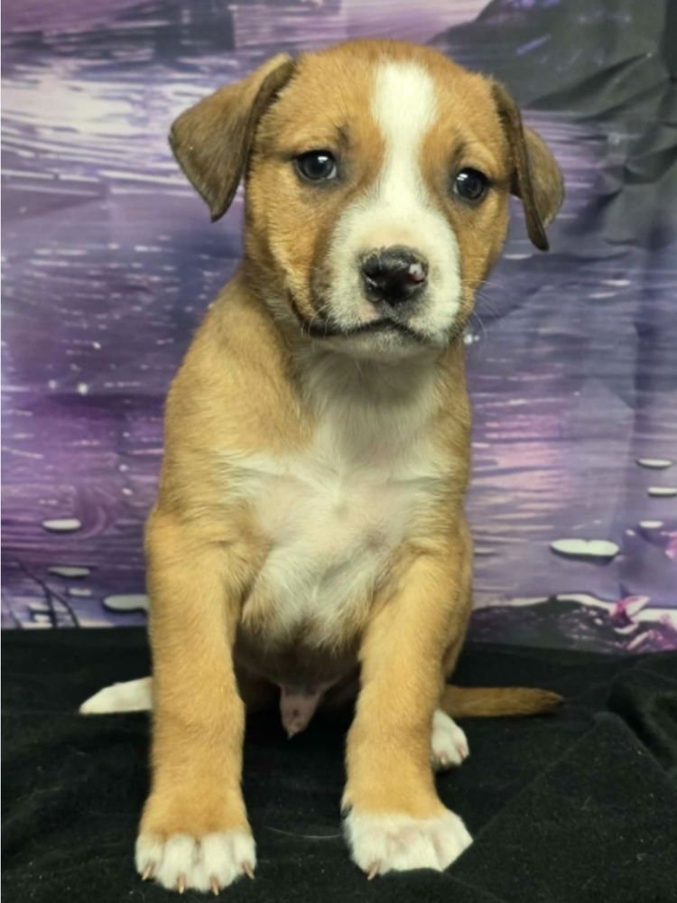 CRULLER - Pit Bull Terrier available for adoption