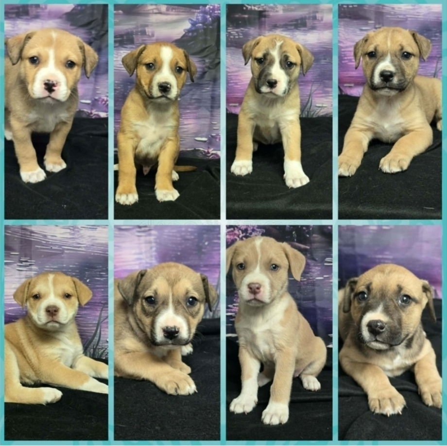 CRULLER - Pit Bull Terrier available for adoption