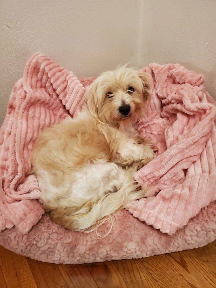SUDOKU - Shih Tzu / Maltese available for adoption