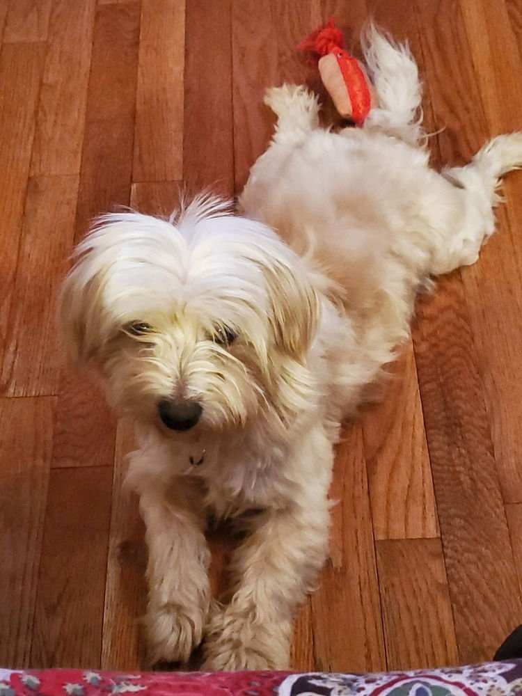 SUDOKU - Shih Tzu / Maltese available for adoption