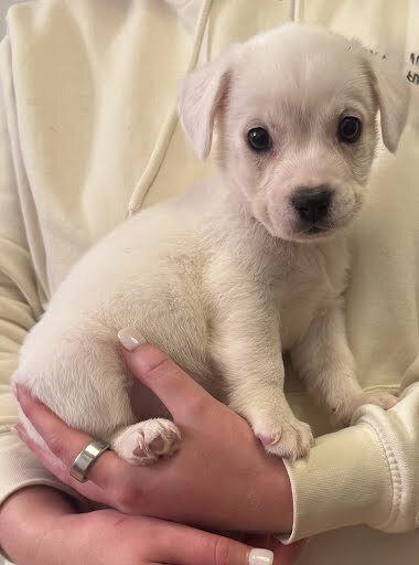 ORION - Boxer / Labrador Retriever available for adoption