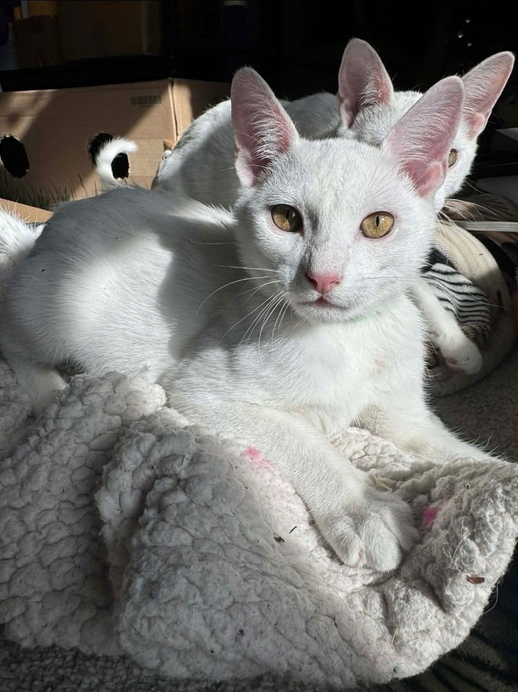 KOOP - Domestic Short Hair available for adoption