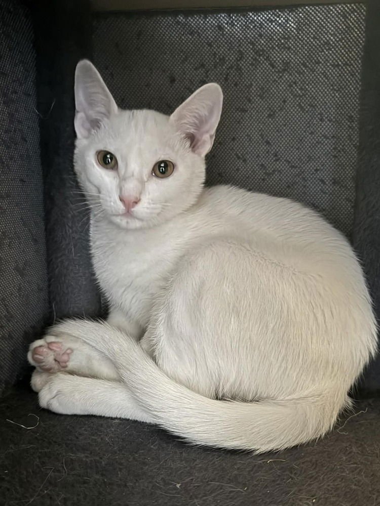 KOOP - Domestic Short Hair available for adoption