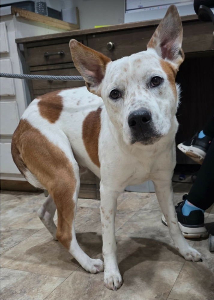 ACE - Australian Cattle Dog/Blue Heeler available for adoption