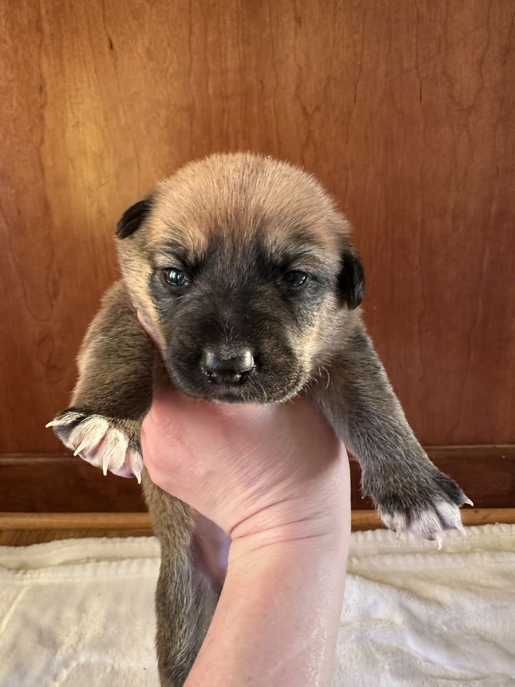 Butterscotch - Photo 4