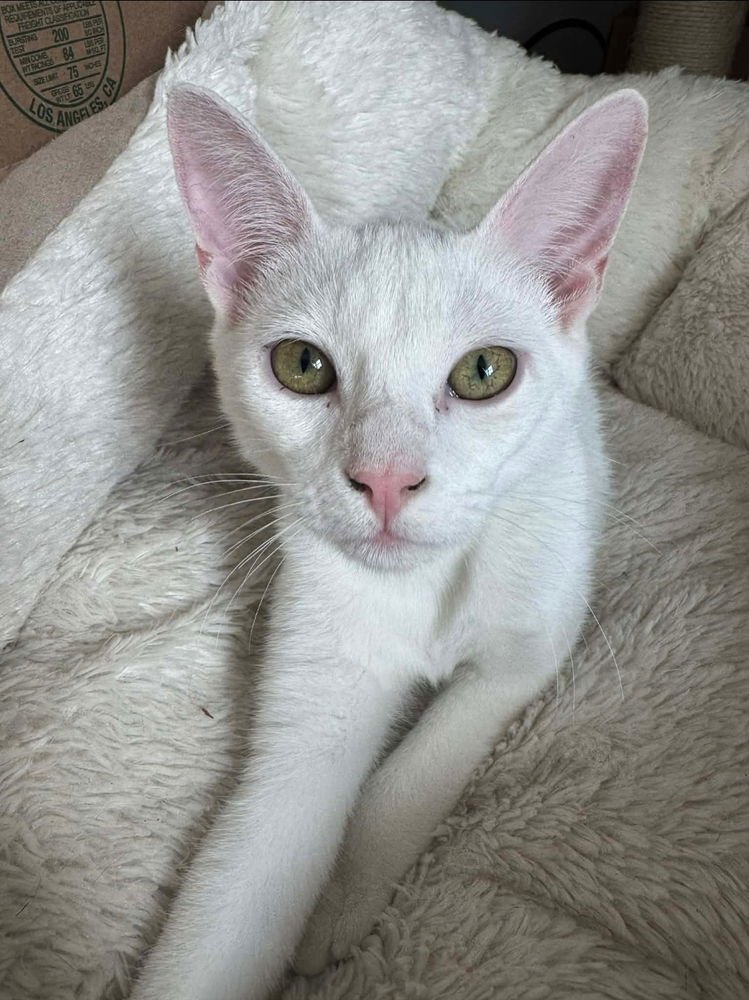 KORT - Domestic Short Hair available for adoption