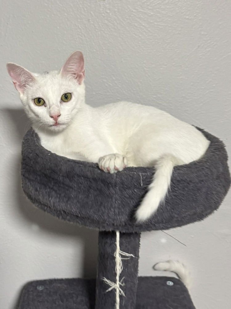 KORT - Domestic Short Hair available for adoption