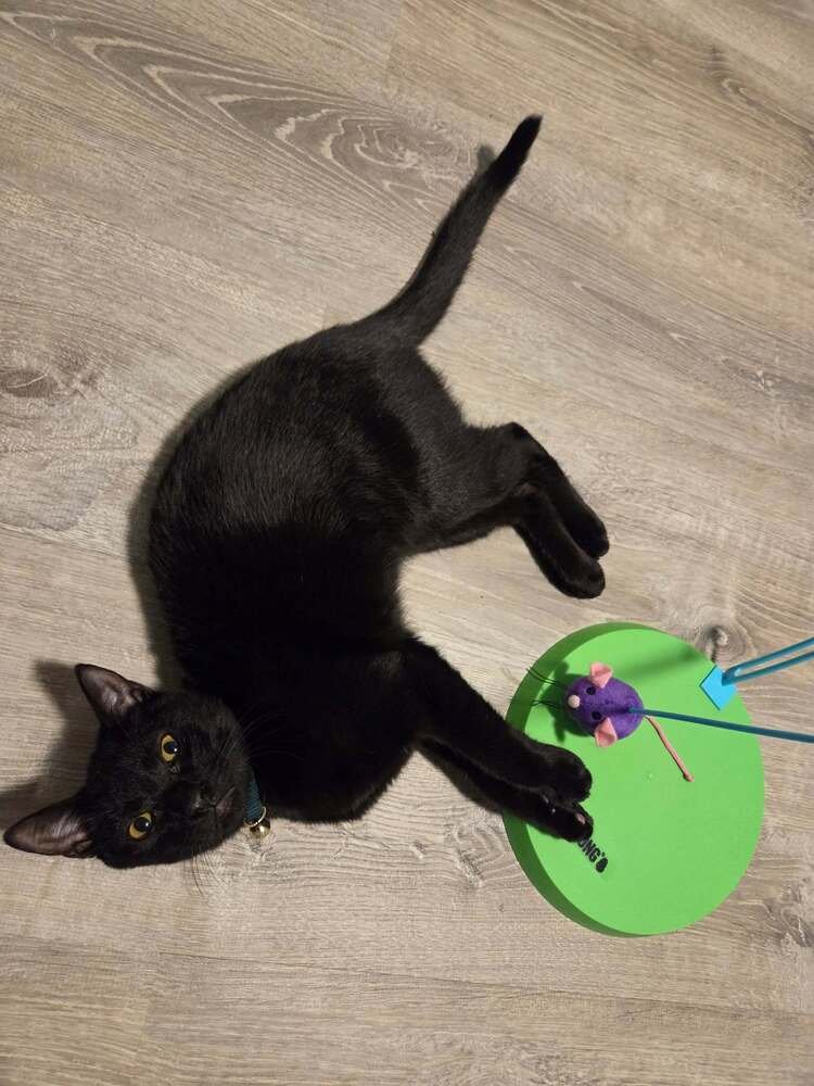 WELMER - Domestic Short Hair available for adoption