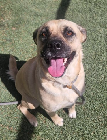 TAWNY - Black Mouth Cur available for adoption