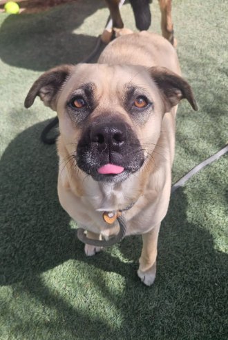 TAWNY - Black Mouth Cur available for adoption