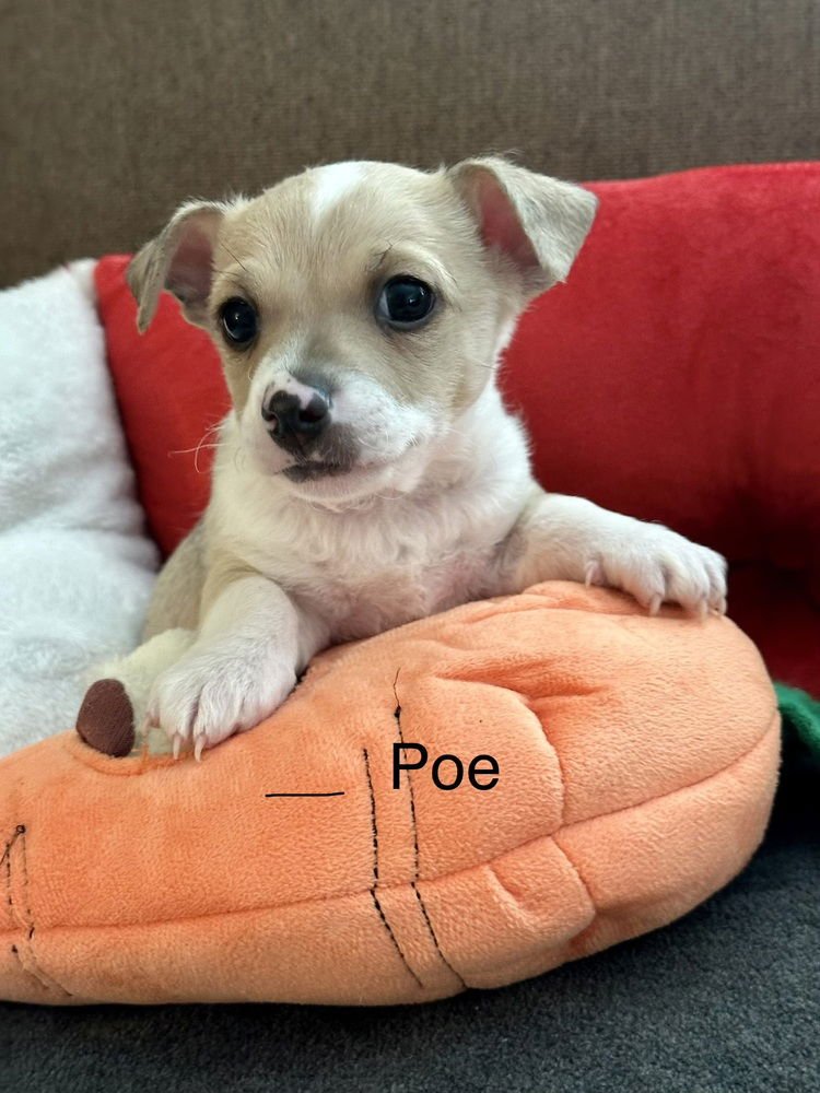 POE - Chihuahua available for adoption