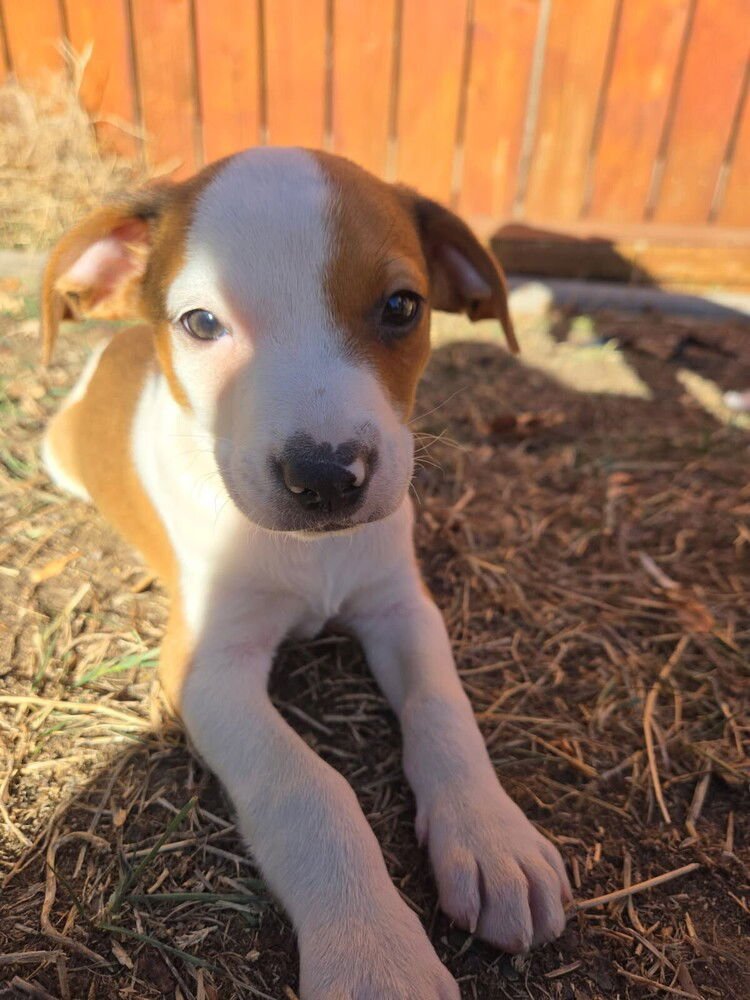 HANS - Labrador Retriever / Beagle available for adoption