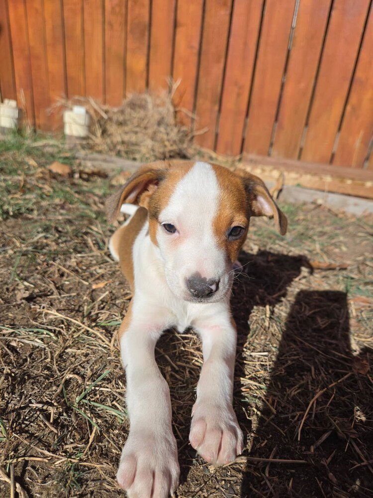HANS - Labrador Retriever / Beagle available for adoption