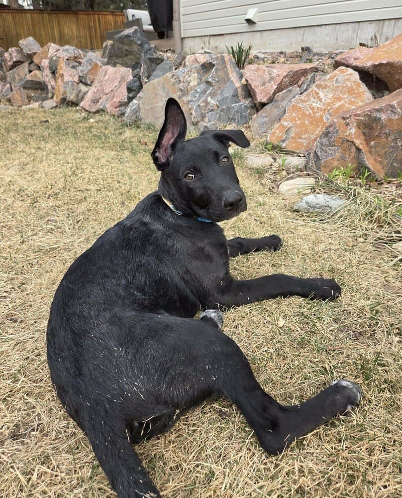 RASPBERRY TORTE - German Shepherd Dog available for adoption