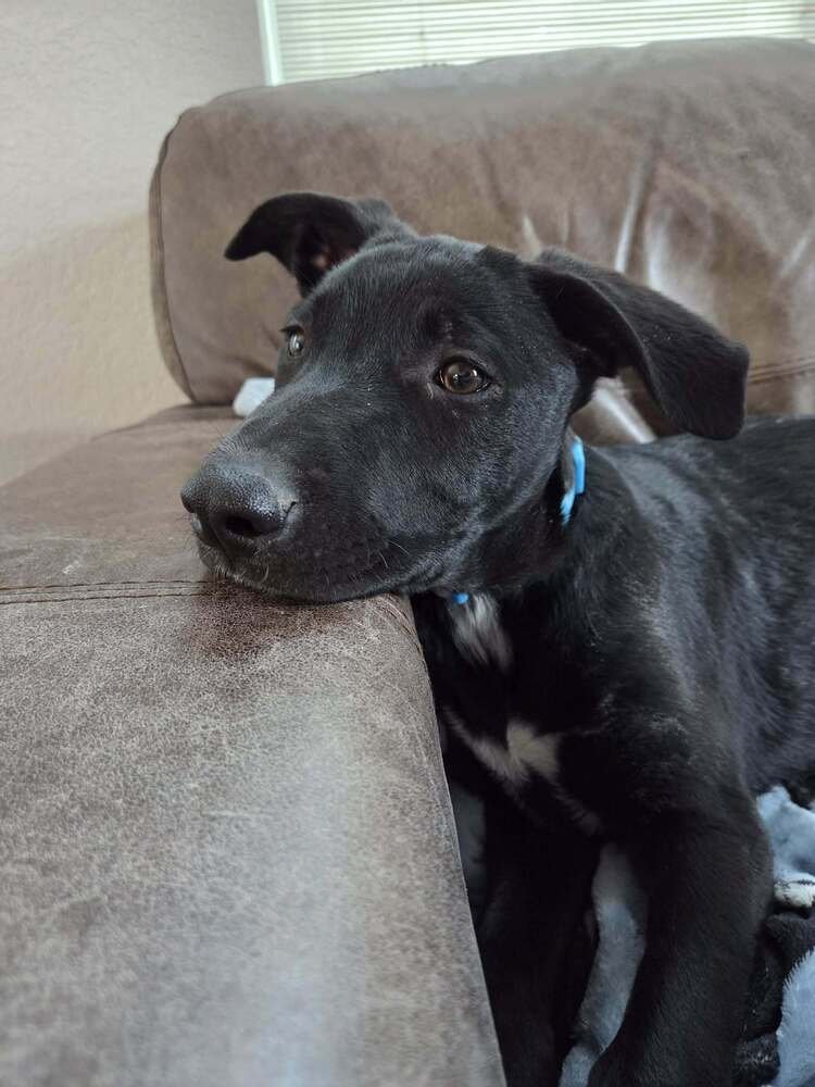 RASPBERRY TORTE - German Shepherd Dog available for adoption