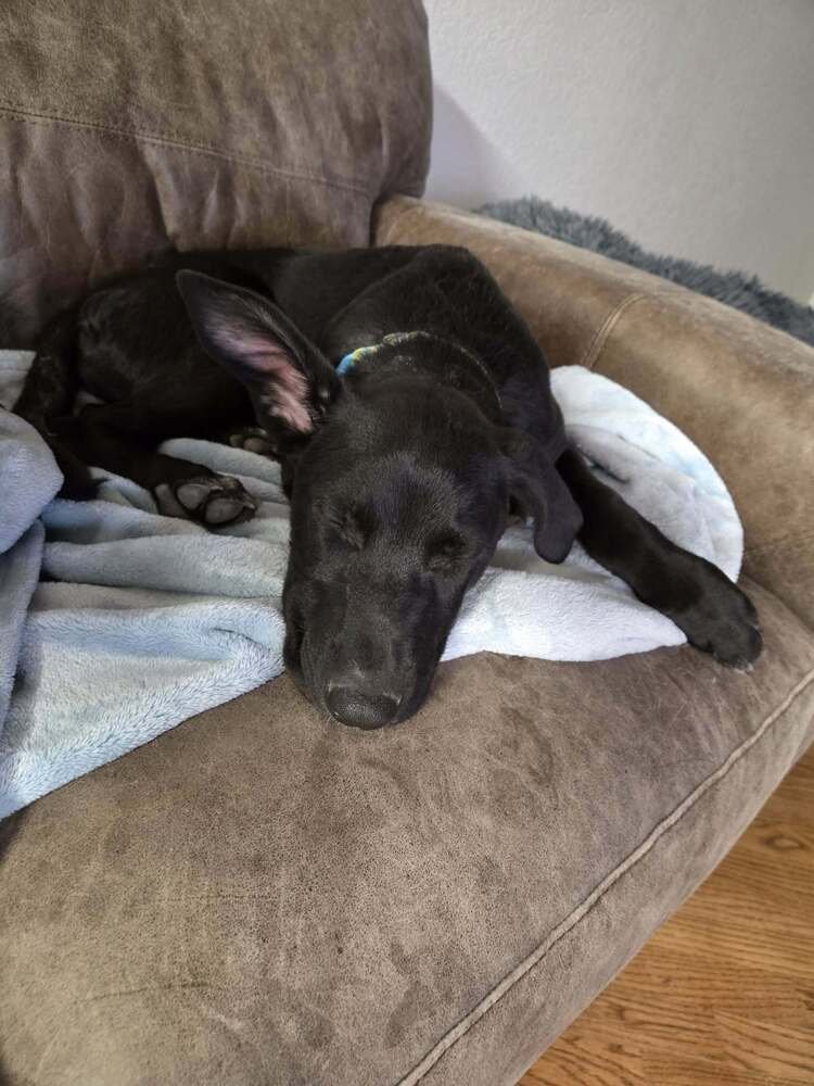 Raspberry Torte - Photo 3