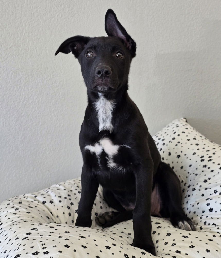 Raspberry Torte - Photo 4
