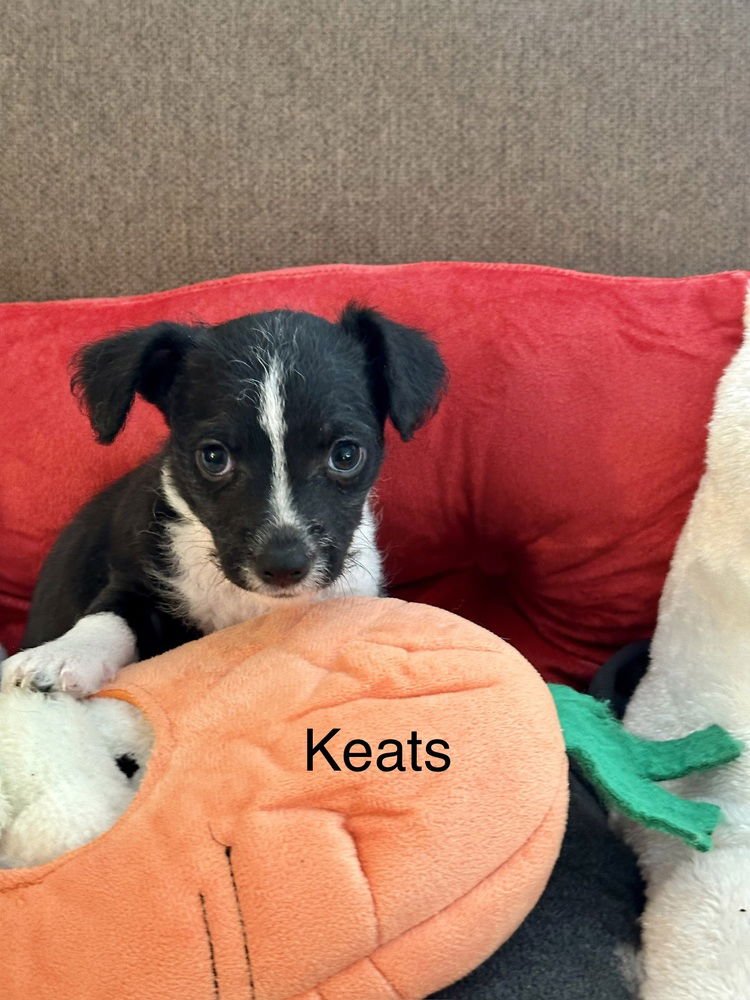KEATS - Chihuahua available for adoption