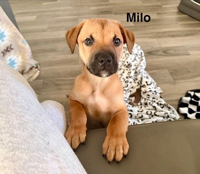 MILO - Labrador Retriever / Rottweiler available for adoption