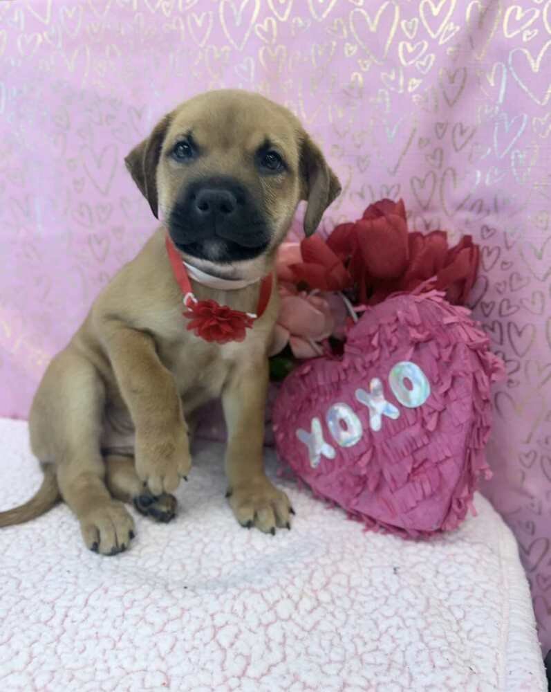 MILO - Labrador Retriever / Rottweiler available for adoption