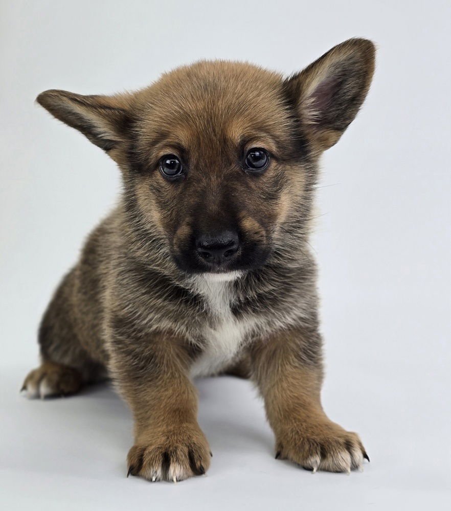 BUBBLES - Corgi / German Shepherd Dog available for adoption