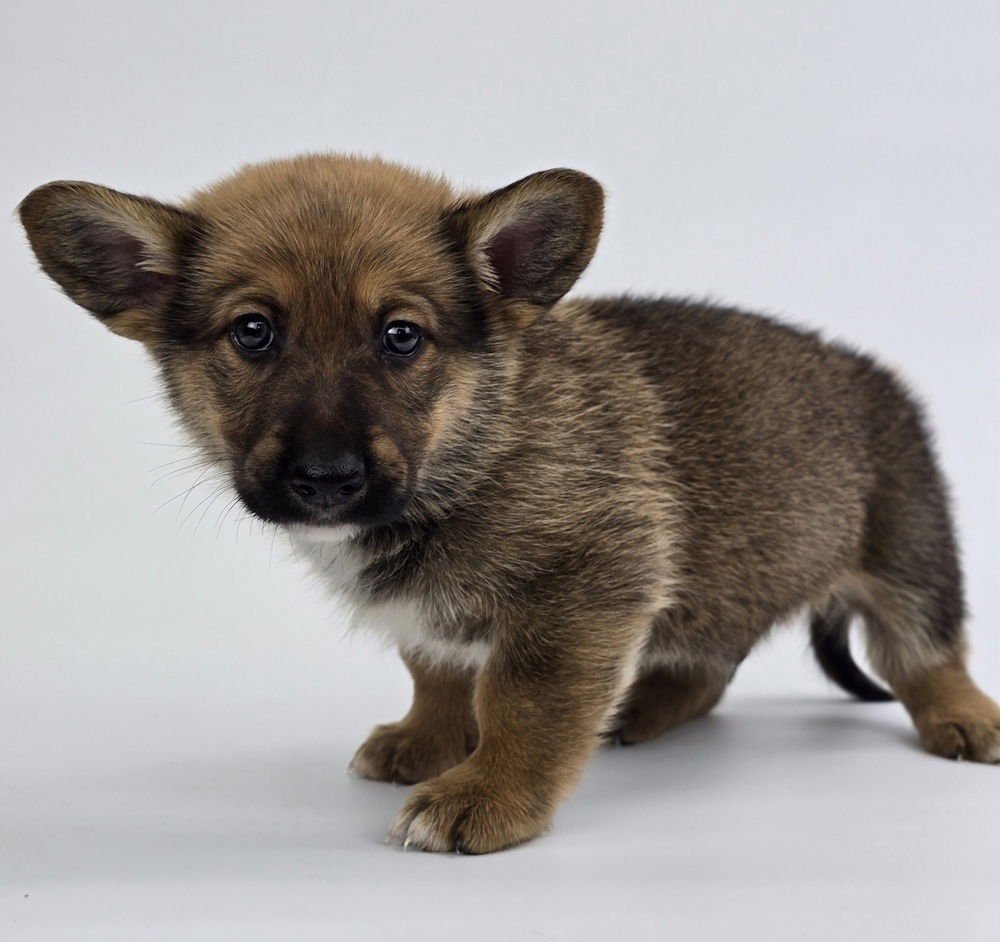 BUBBLES - Corgi / German Shepherd Dog available for adoption